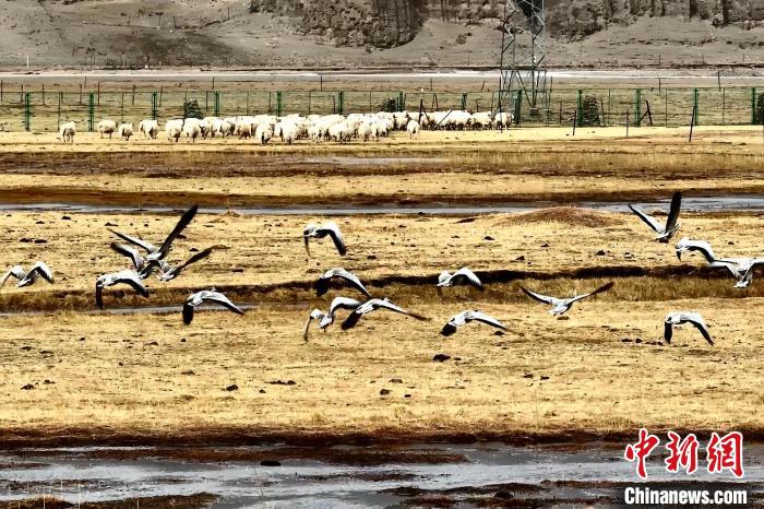 圖為斑頭雁在羊群邊飛翔?！“?攝
