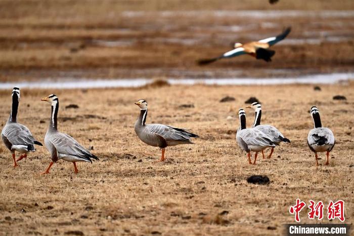 圖為成群的斑頭雁。　包雷 攝