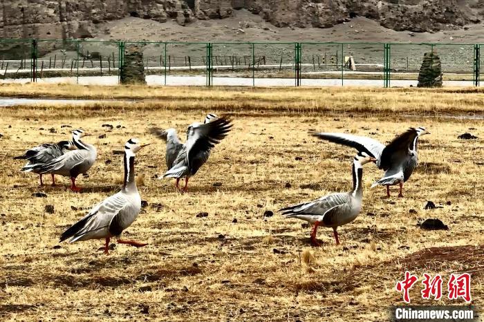 圖為斑頭雁。　包雷 攝
