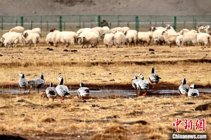 圖為羊群邊的成群斑頭雁?！“?攝