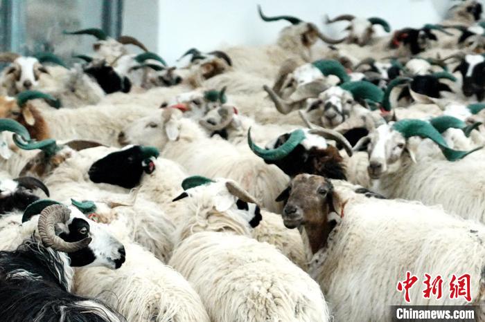 圖為被評為國家農(nóng)產(chǎn)品地理標(biāo)志保護(hù)產(chǎn)品的剛察藏羊進(jìn)場入圈?！〔讨绢?攝