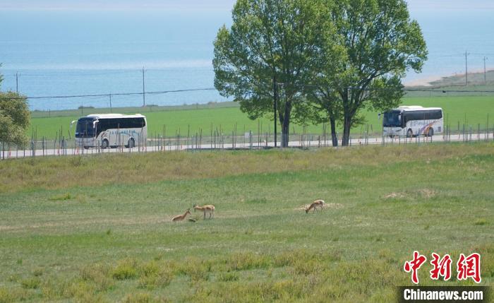圖為成群普氏原羚在草場(chǎng)上愜意覓食，悠閑自在?！●R銘言 攝