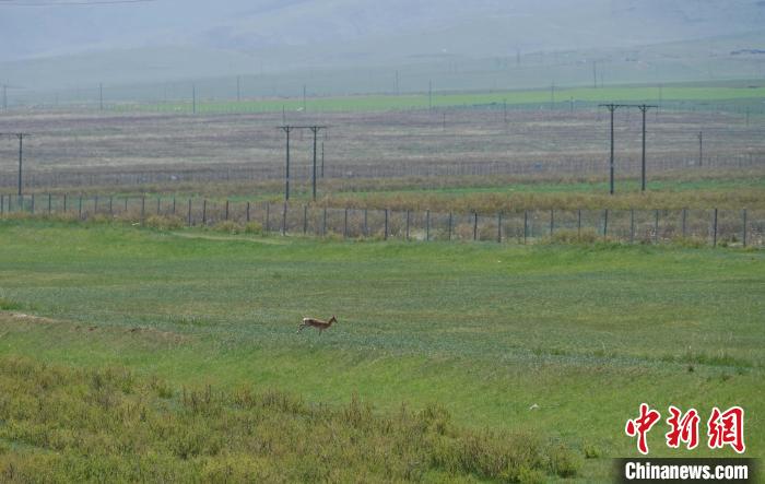 圖為一只普氏原羚在草場(chǎng)上奔跑?！●R銘言 攝