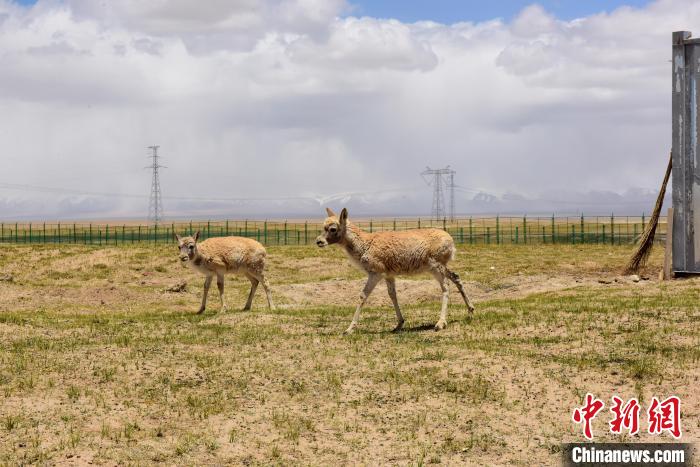 圖為可可西里國家級自然保護區(qū)內的藏羚羊?！埢⒖?攝