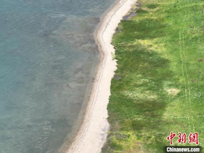 圖為航拍仲夏時(shí)節(jié)，青海湖畔綠茵如毯?！∑钤鲚?攝