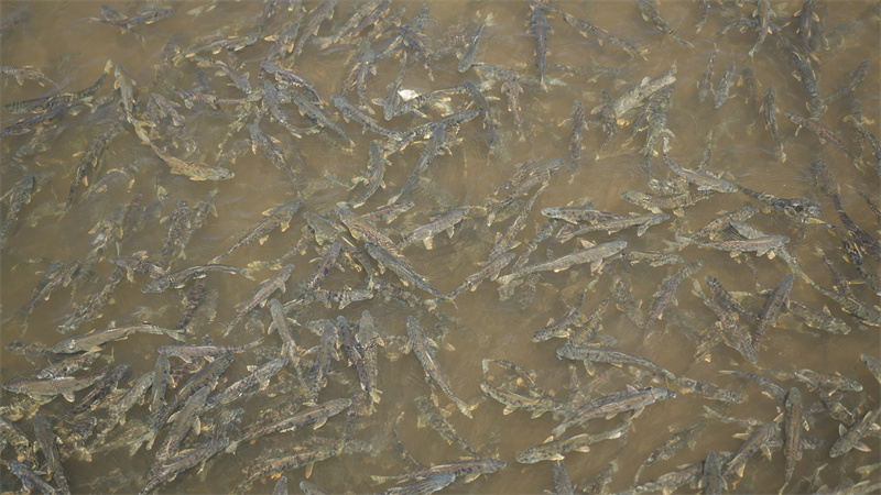 青海湖裸鯉。