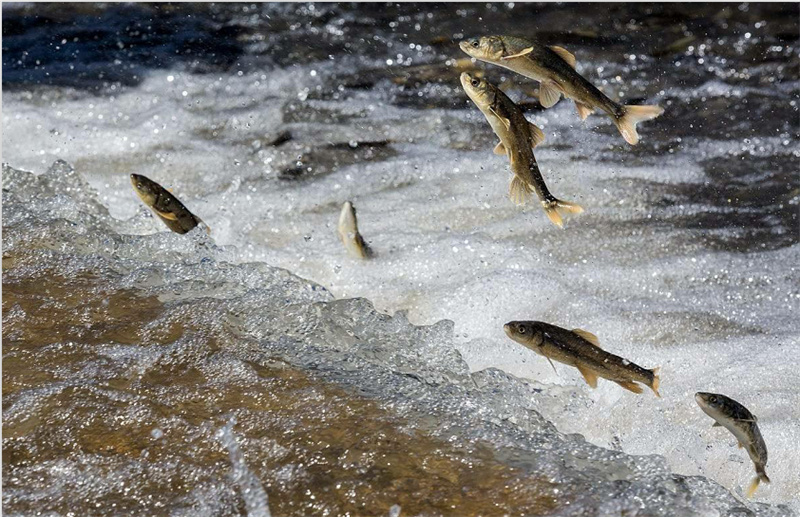 湟魚洄游。才旦桑吾攝