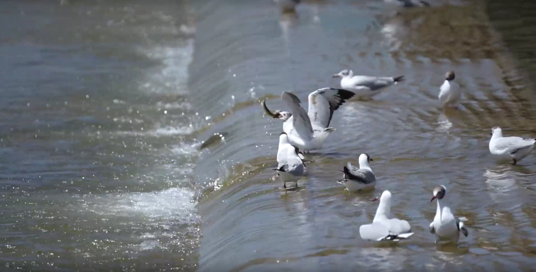 湟魚洄游奇觀。包雷攝