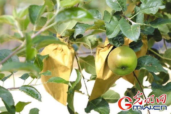 我們的家園｜小蘋果帶動(dòng)大產(chǎn)業(yè)，帶你看看這座阿壩州小村的鄉(xiāng)村振興新模式