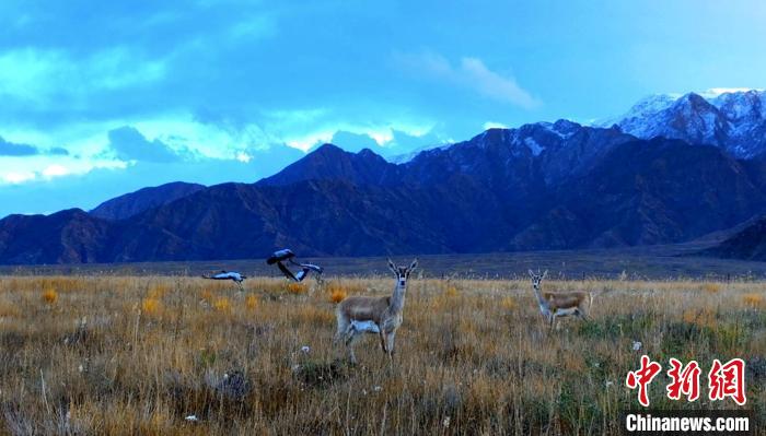 黑頸鶴、鵝喉羚多種野生動(dòng)物“同框”現(xiàn)身青海都蘭湖國家濕地公園