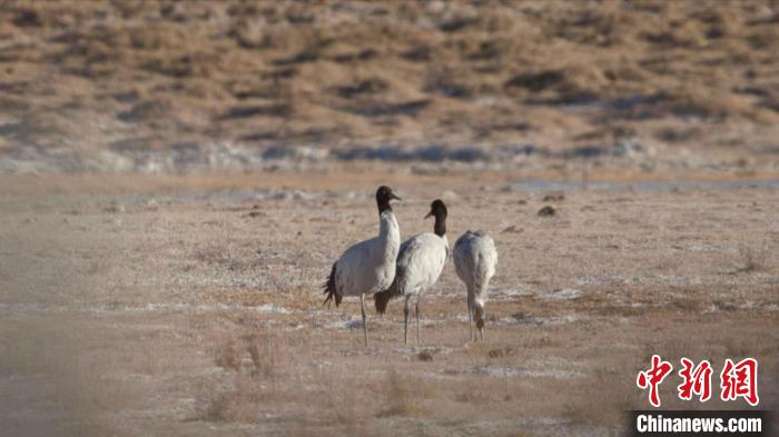 珍稀鳥類黑頸鶴、灰鶴現(xiàn)身青海格爾木