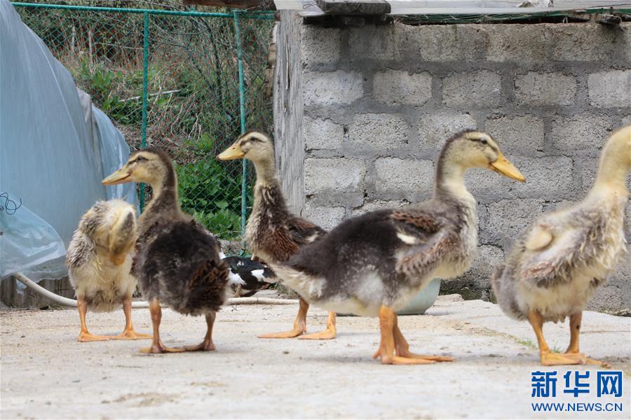 (供新華網(wǎng)西藏頻道)西藏亞東出入境邊防檢查站的“菜籃子”
