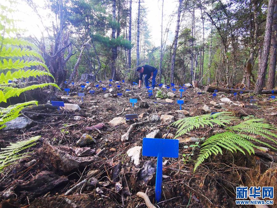 (決戰(zhàn)決勝脫貧攻堅(jiān)·圖文互動(dòng))(1)產(chǎn)業(yè)援藏“拔窮根” 新思路激發(fā)脫貧新動(dòng)力