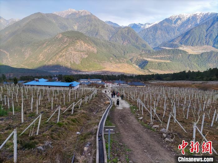 西藏林芝下察隅鎮(zhèn)的獼猴桃種植園?！〗w波 攝
