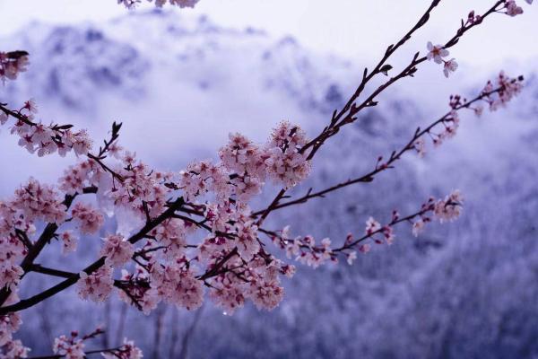 世外桃源！一組圖告訴你，西藏林芝桃花能有多美
