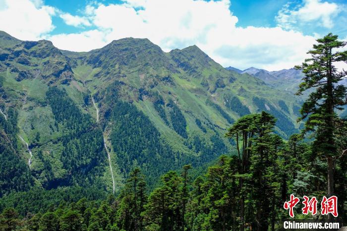 圖為西藏玉麥鄉(xiāng)森林資源。(資料圖) 江飛波 攝