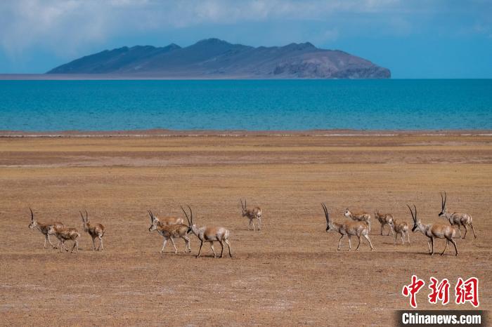 圖為西藏第一大湖色林錯(cuò)湖畔的藏羚羊群休閑覓食?！〗w波 攝