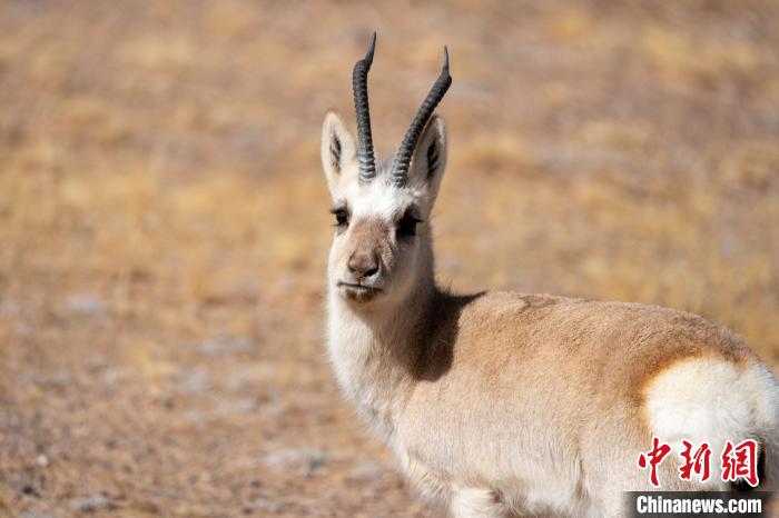 圖為西藏藏原羚，藏原羚是青藏高原特有種，也被稱為西藏黃羊。　江飛波 攝