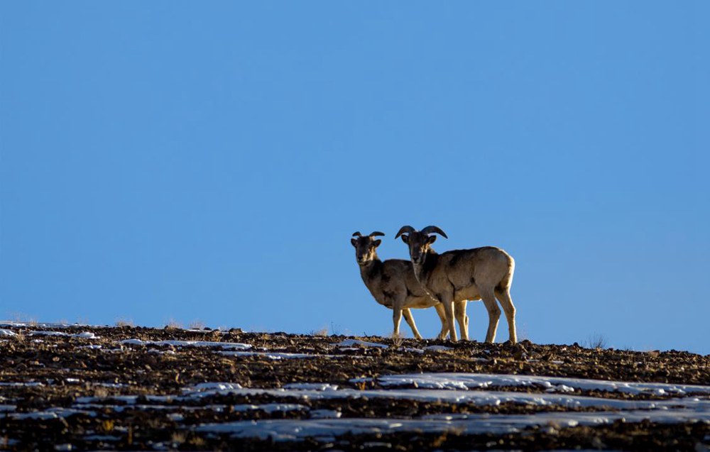 盤羊。金阿次仁攝