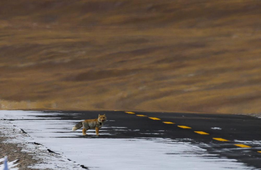 藏狐。金阿次仁攝