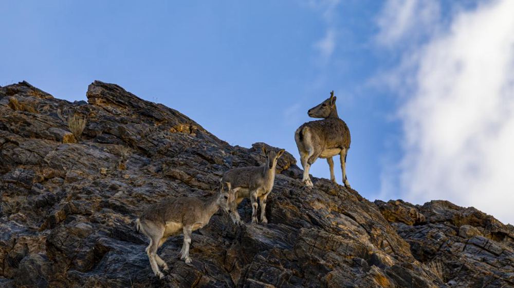 巖羊。金阿次仁攝