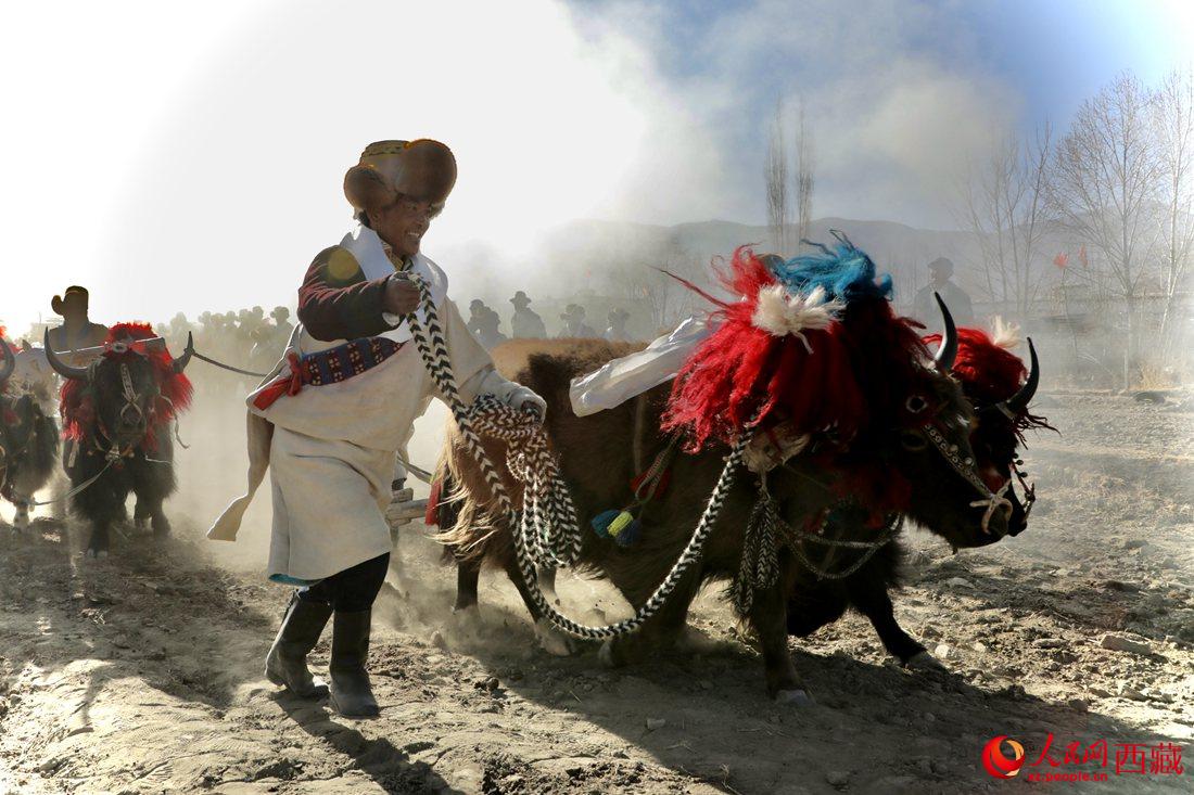 山南市扎囊縣扎其鄉(xiāng)孟卡榮村迎來(lái)春耕第一犁。人民網(wǎng) 次仁羅布攝