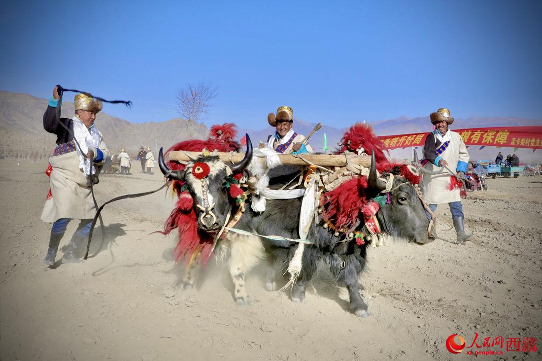 在過(guò)去漫長(zhǎng)的歲月里，牦牛是農(nóng)耕的主力，“二牛抬杠”代表了一個(gè)時(shí)代。人民網(wǎng) 次仁羅布攝