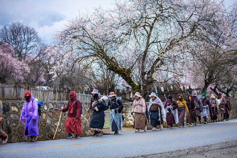 下雨了，漫步在桃花下的村民。張靜攝