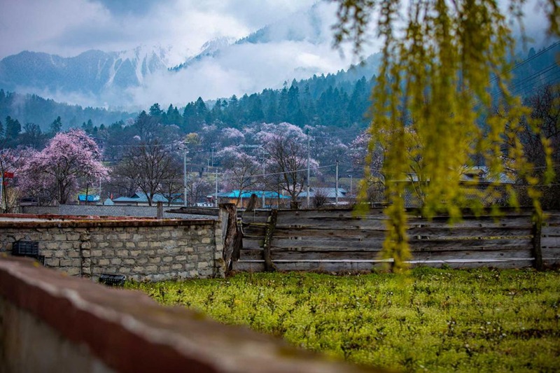 桃花深處的村莊。張靜攝