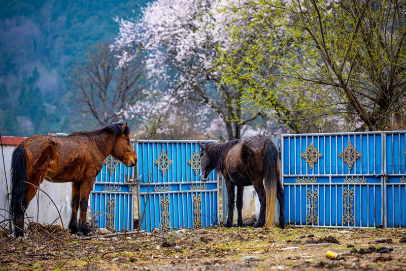 桃花下村莊。張靜攝