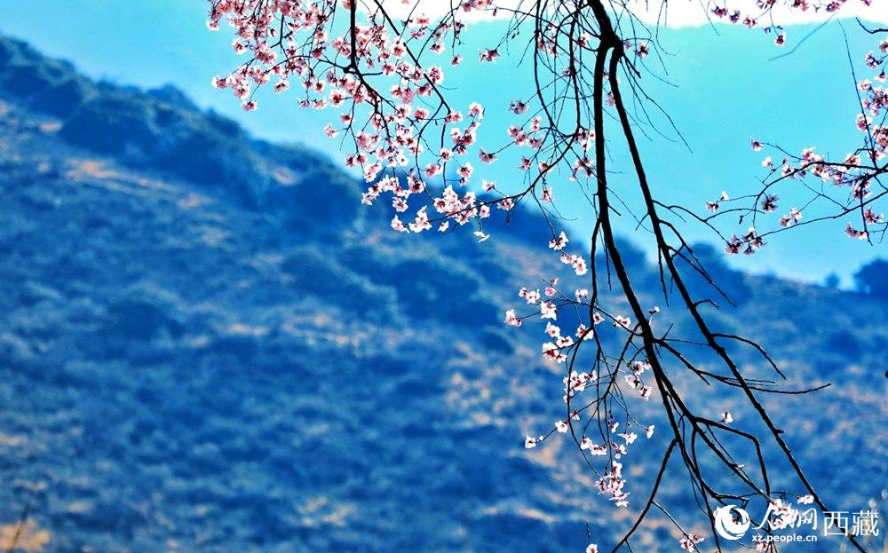 清麗的桃花。人民網(wǎng) 李海霞攝