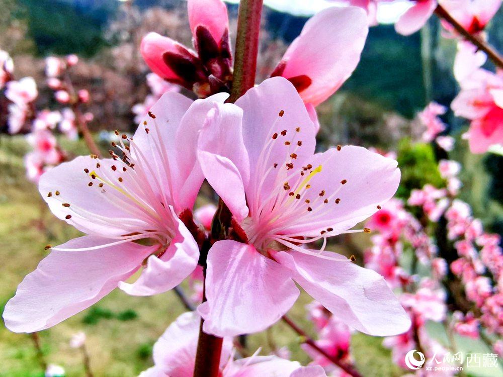 林芝桃花開。人民網(wǎng) 李海霞攝