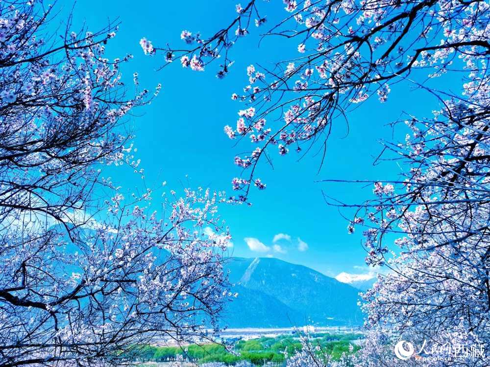 桃花在藍天白云的映襯下分外好看。人民網(wǎng) 李海霞攝