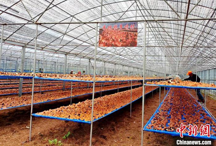 圖為紅太陽科技示范家庭農(nóng)場采收的靈芝。　平措旺青供圖