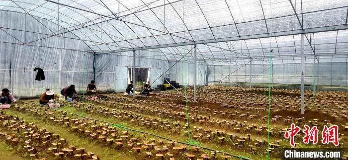 圖為紅太陽科技示范家庭農(nóng)場組織民眾采收靈芝。　平措旺青供圖