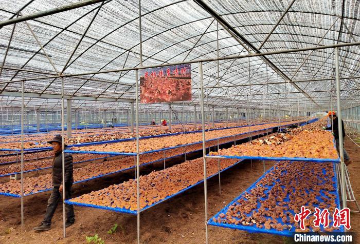 圖為紅太陽科技示范家庭農(nóng)場采收的靈芝。　平措旺青供圖