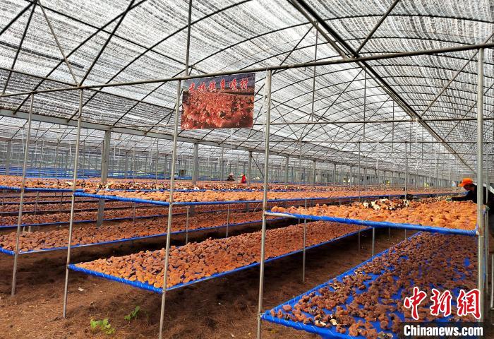 圖為紅太陽科技示范家庭農(nóng)場采收的靈芝?！∑酱胪喙﹫D