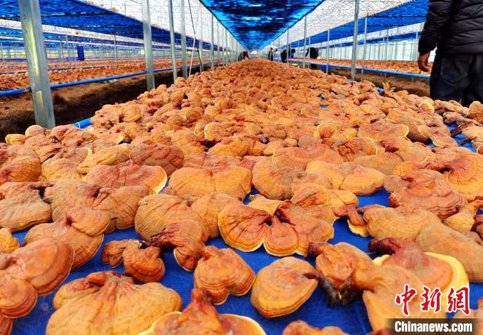 圖為紅太陽科技示范家庭農(nóng)場采收的靈芝?！∑酱胪喙﹫D