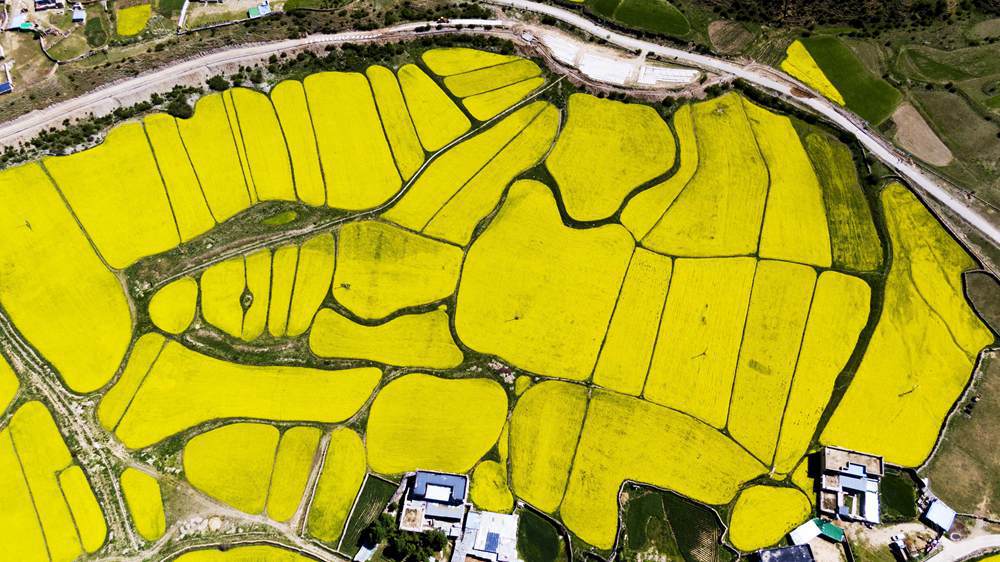 西藏墨竹工卡縣油菜農(nóng)田。