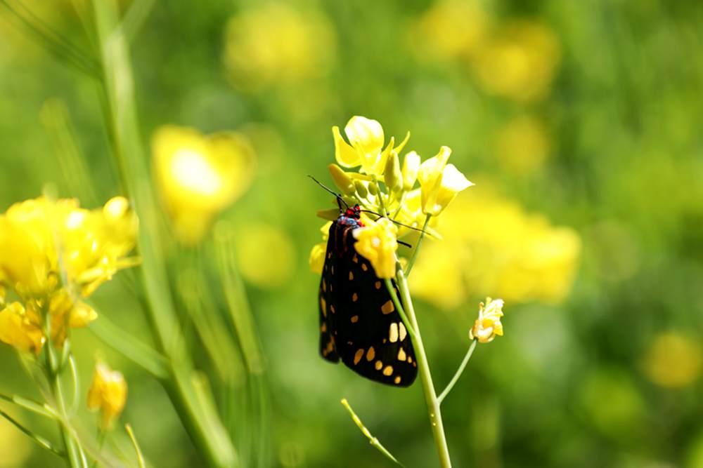 一只蝴蝶停留在油菜花上。