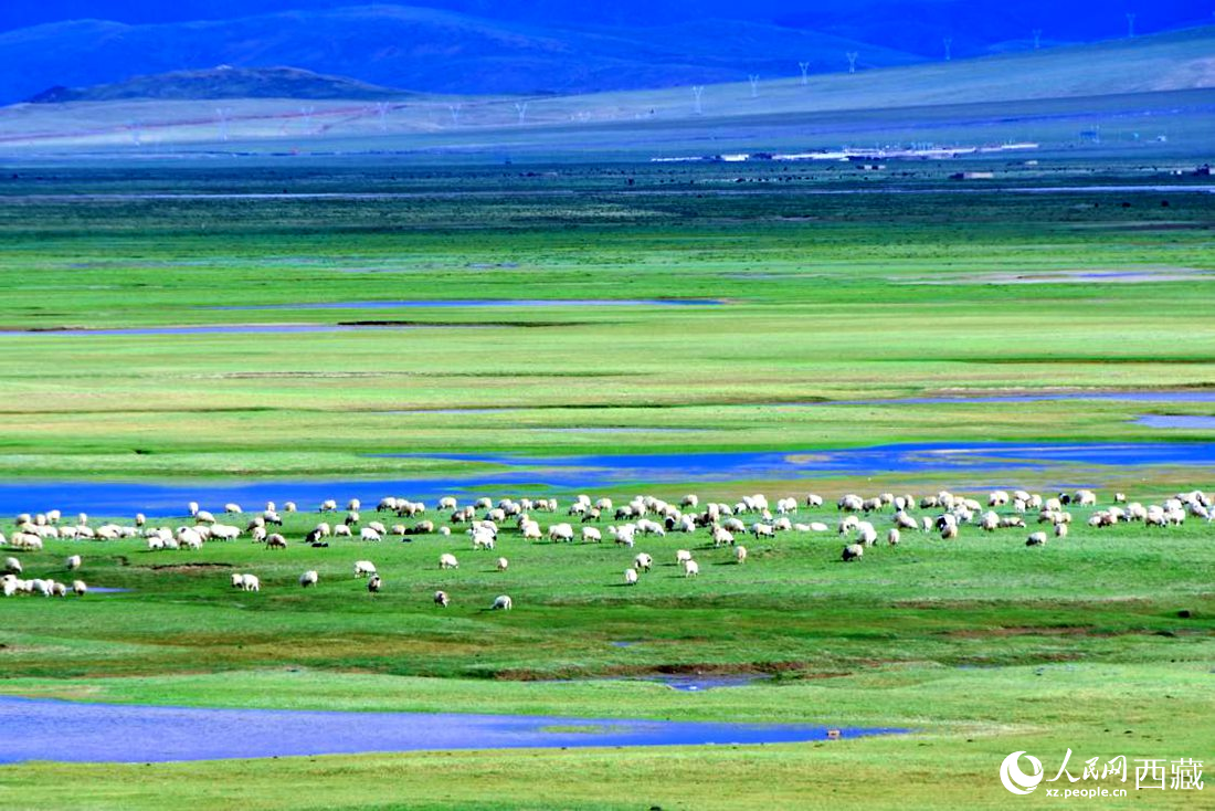 水草豐美的草原，牛羊悠閑覓食。人民網(wǎng) 李海霞攝