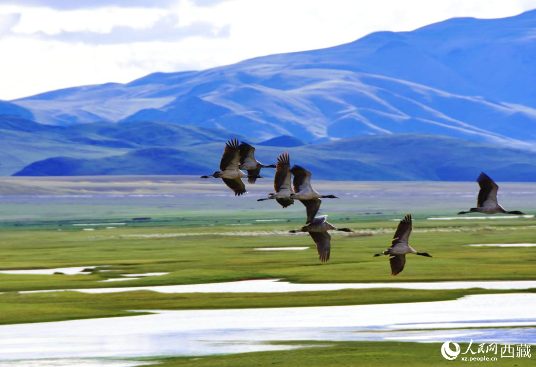 黑頸鶴在草原起舞。人民網(wǎng) 李海霞攝