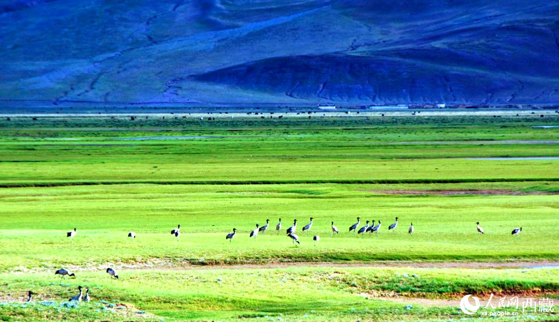 這個(gè)季節(jié)正是黑頸鶴繁殖季。人民網(wǎng) 李海霞攝