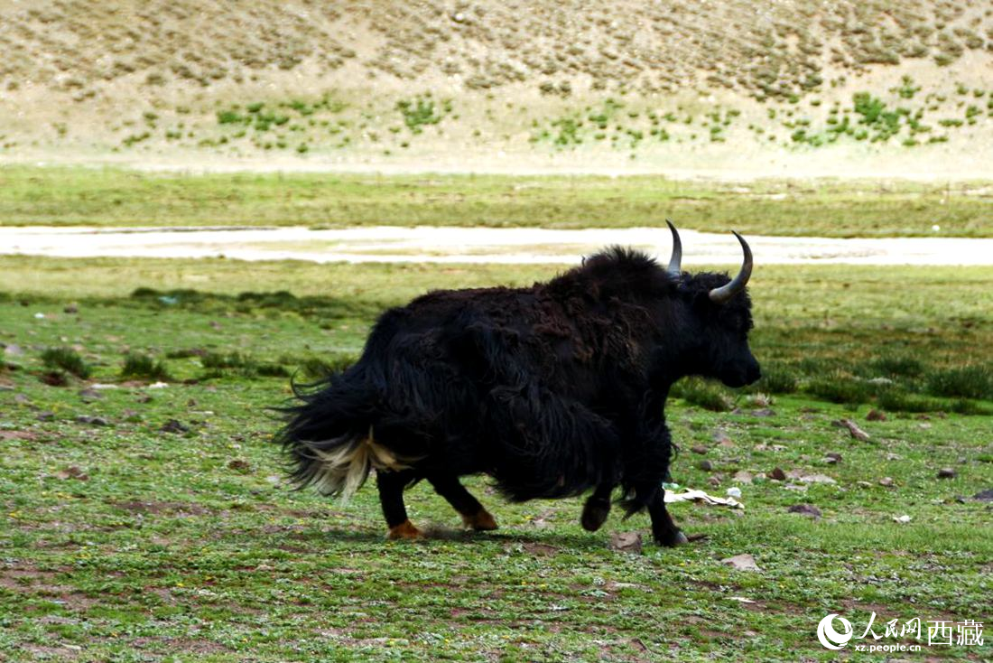 牦牛在草原撒歡兒。人民網(wǎng) 李海霞攝