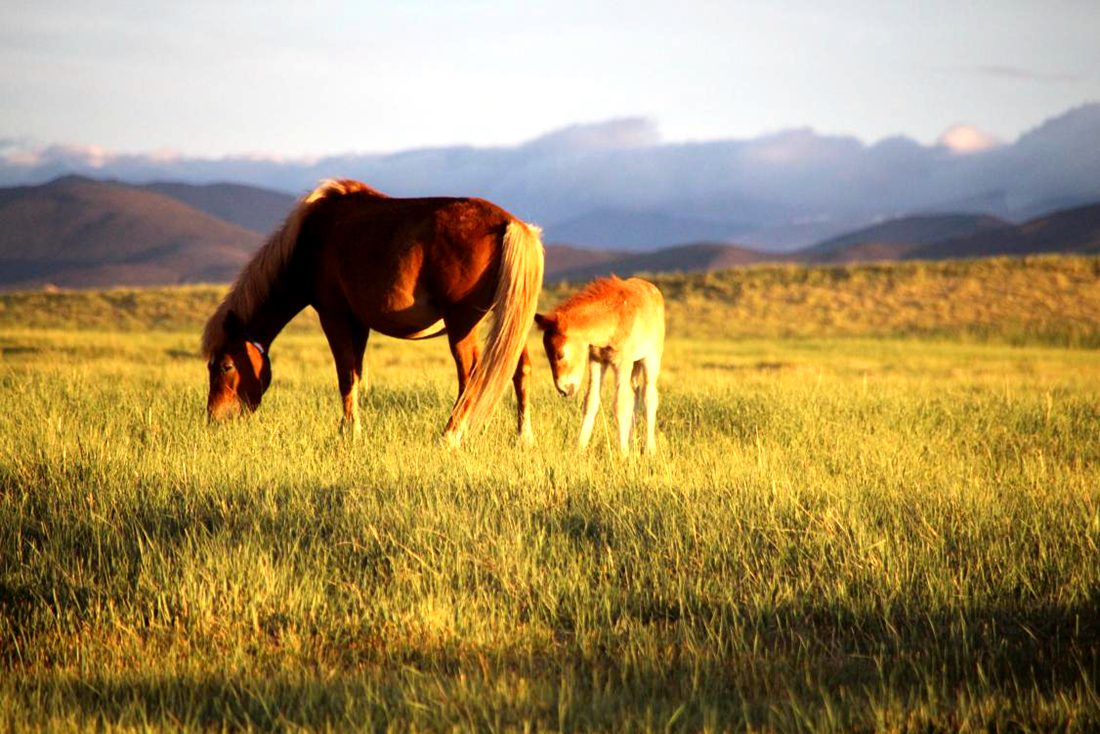馬兒在草地上覓食。普布桑杰攝