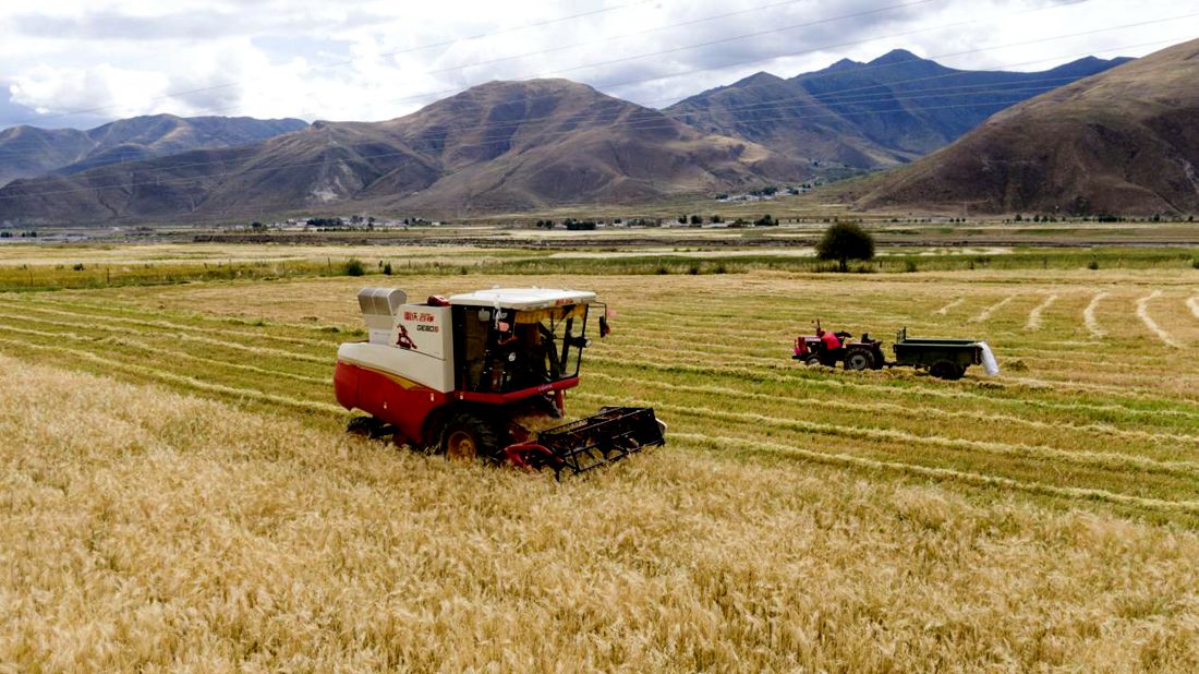 抗疫情、保秋收。洛克攝