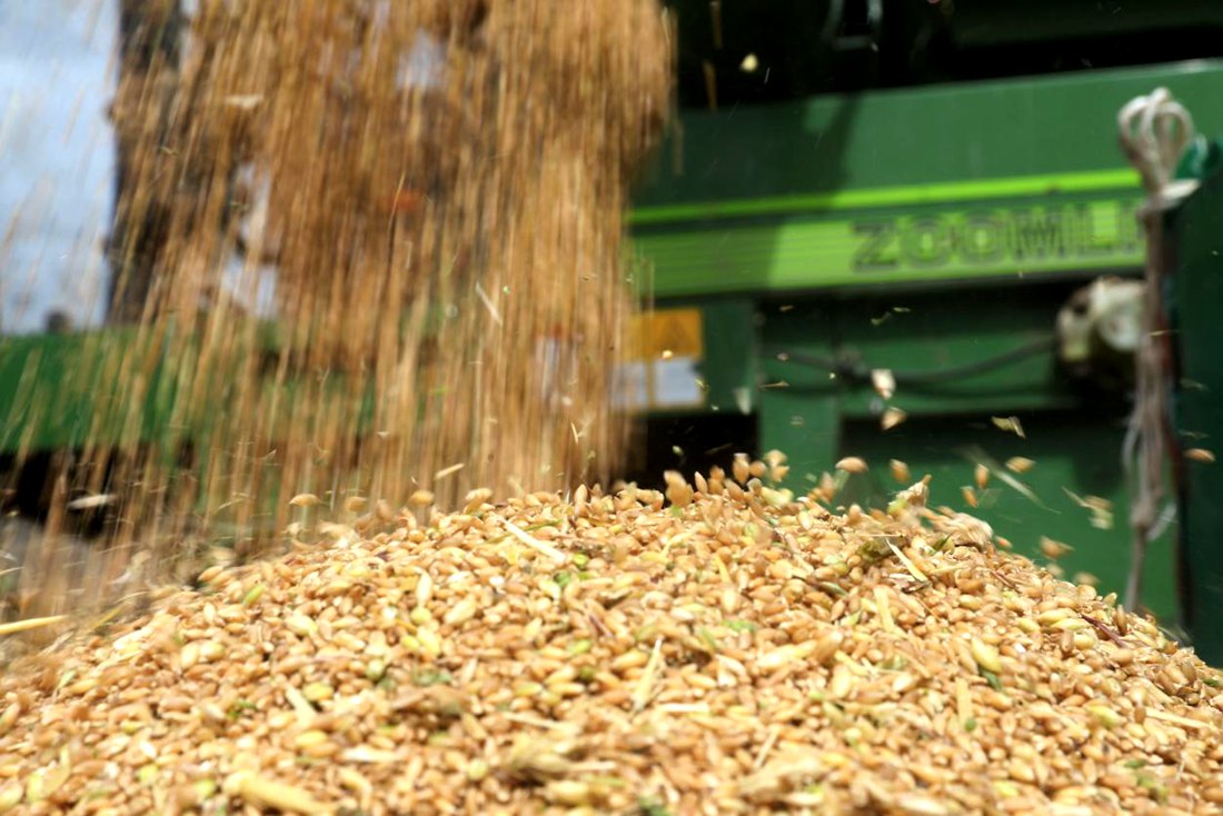 承載著希望的青稞，顆粒歸倉(cāng)。洛克攝