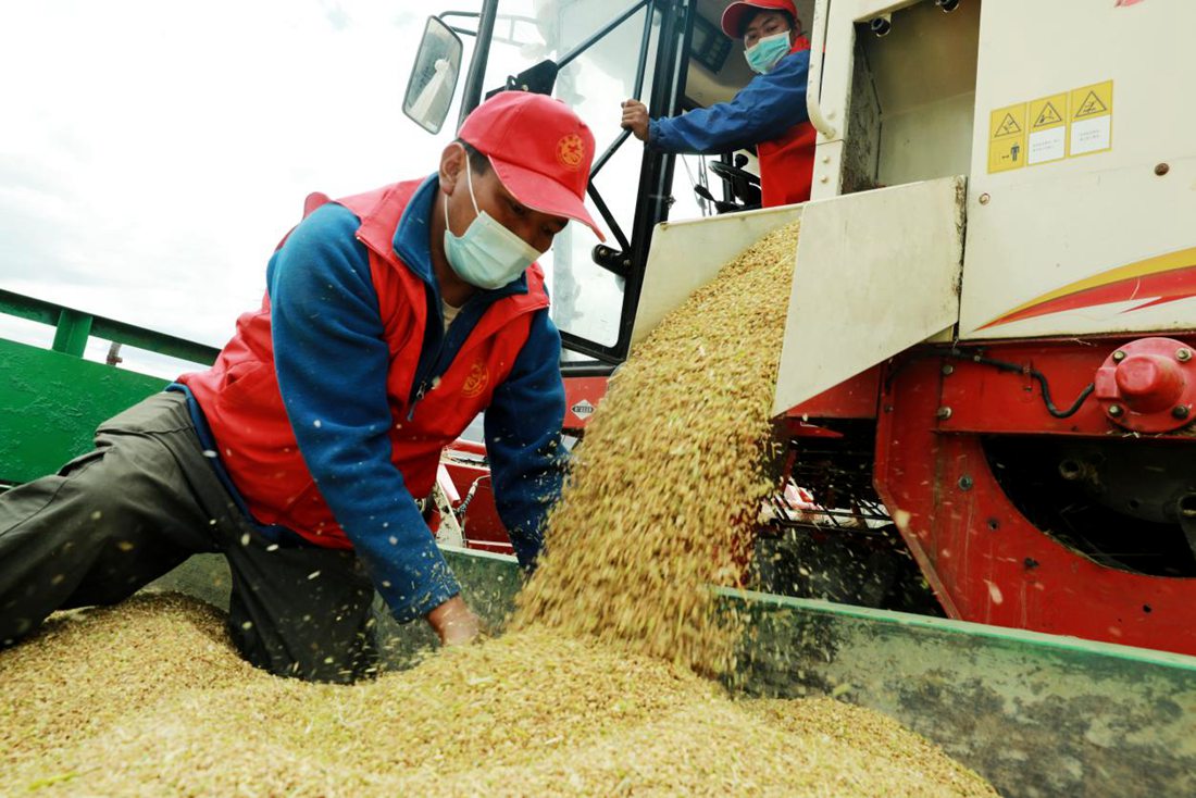 疫情之下，志愿者是田間最美的風(fēng)景。洛克攝