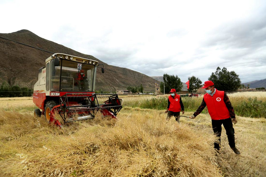 陣陣機(jī)械的轟鳴聲傳來(lái)豐收的喜悅。洛克攝