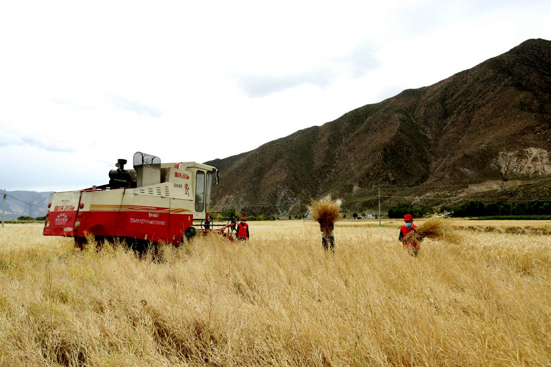 希望的田野。洛克攝
